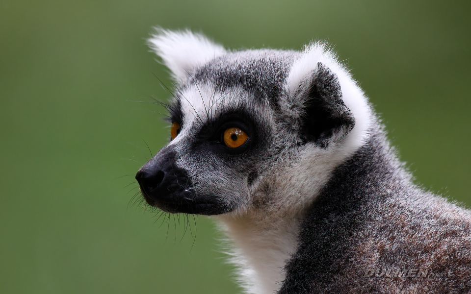 Ring-tailed Lemur (Lemur catta)